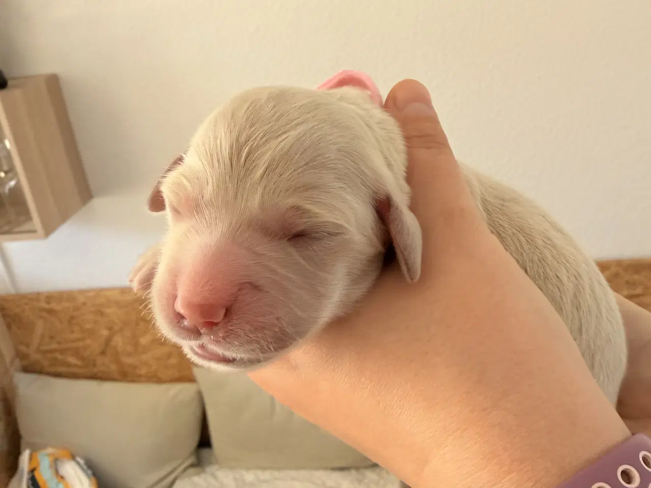 Billede 7 - Golden Retriever/Labrador hvalpe