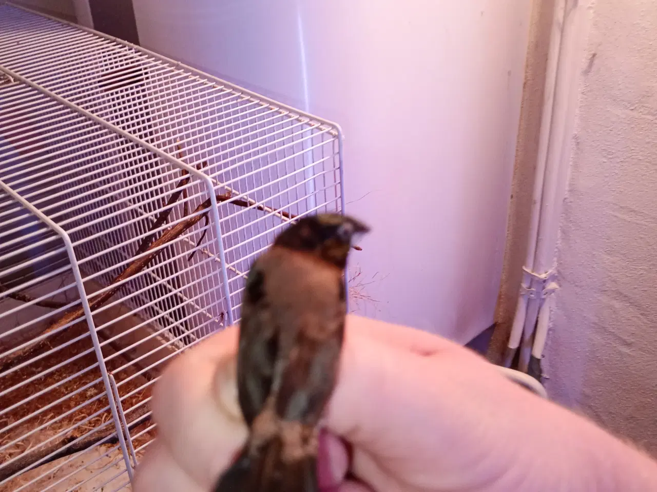 Billede 3 - Lille skade finke