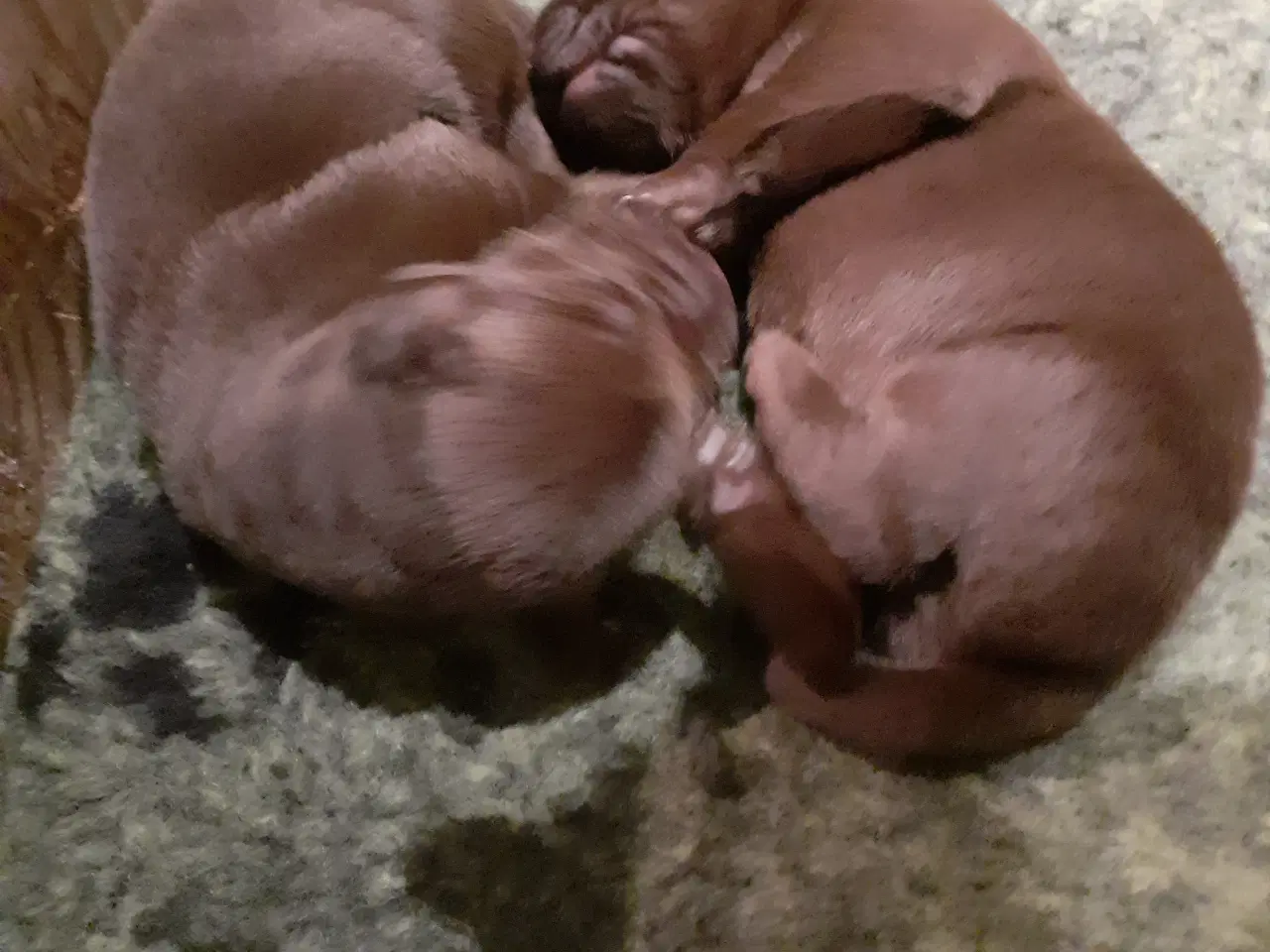 Billede 3 - Labrador hvalpe brune