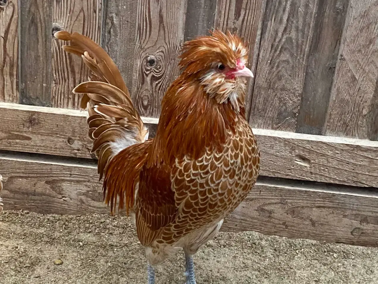 Billede 1 - Dværg hane 