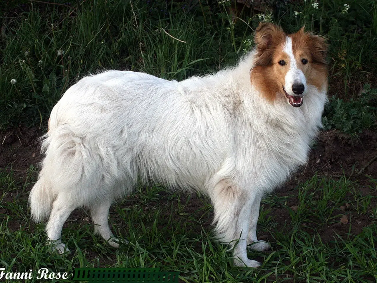 Billede 7 - Skønne colliehvalpe/ung hunde