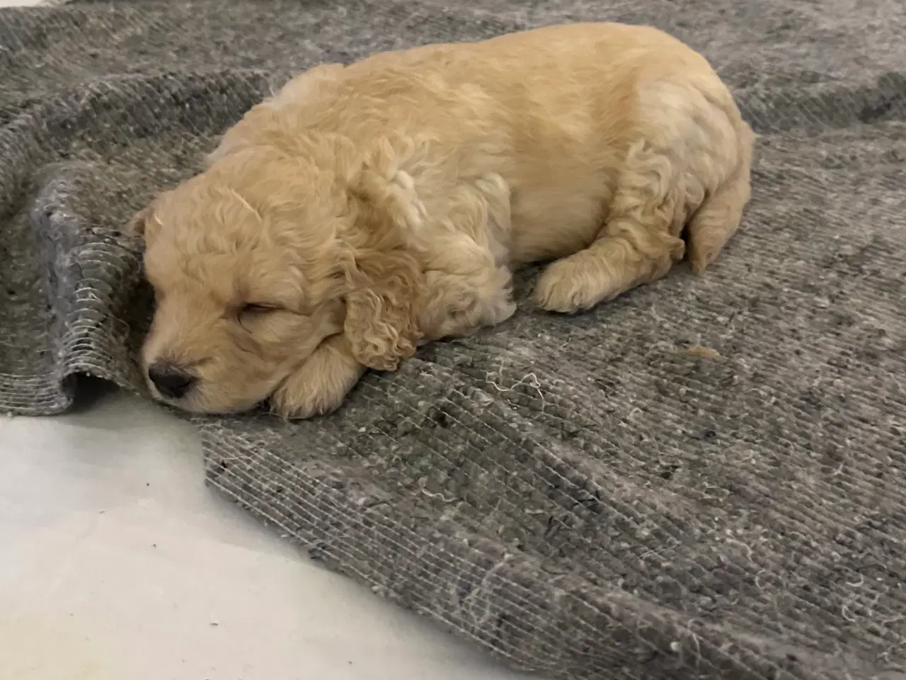 Billede 16 - Goldendoodle