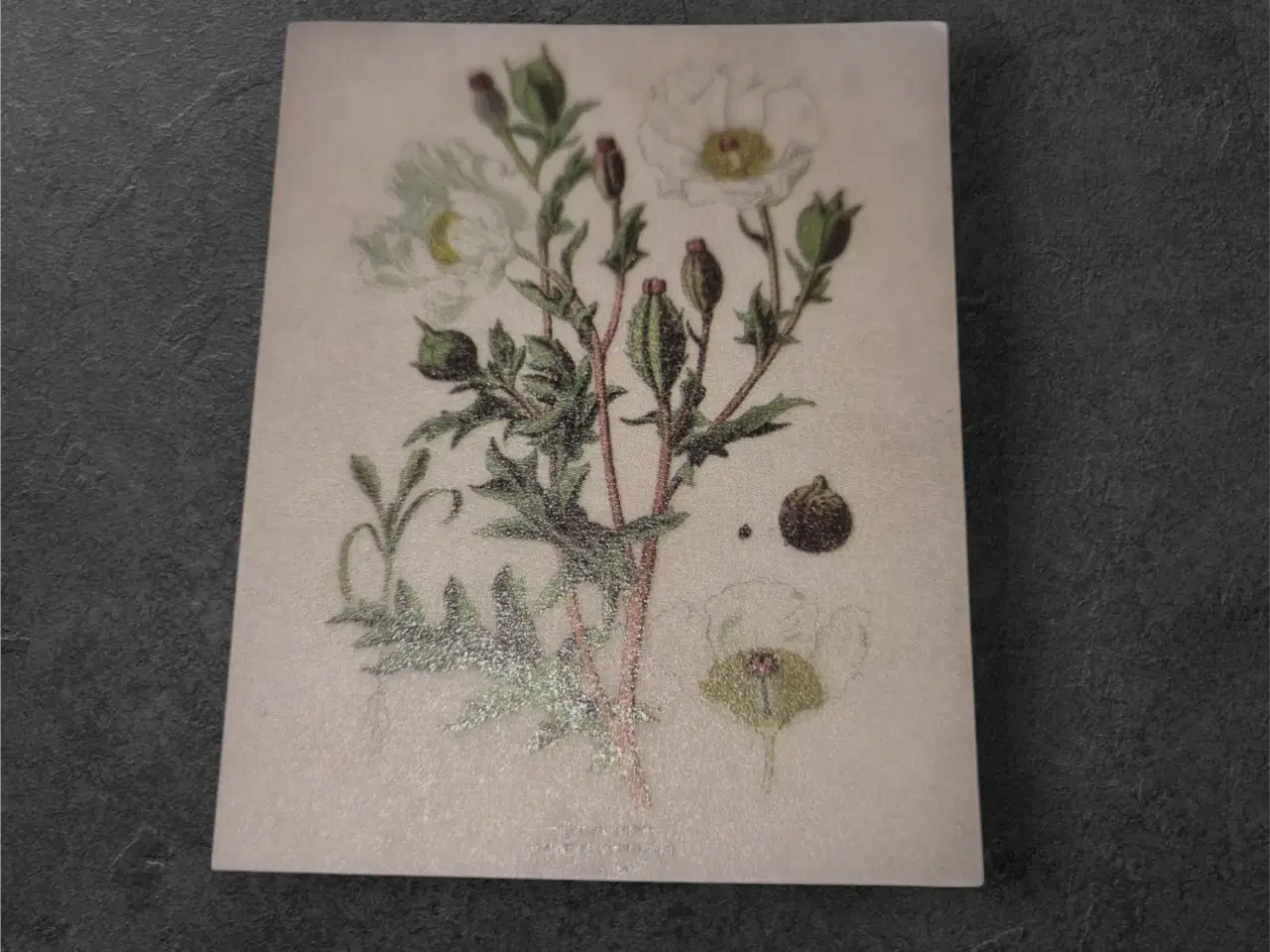 Billede 1 - Elegante botaniske papirark til kreative projekter