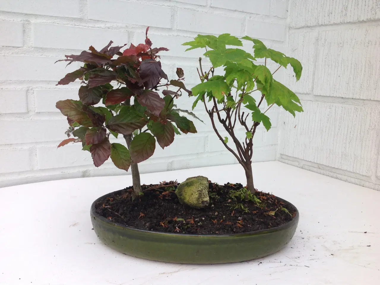 Billede 2 - Bonsai planter 