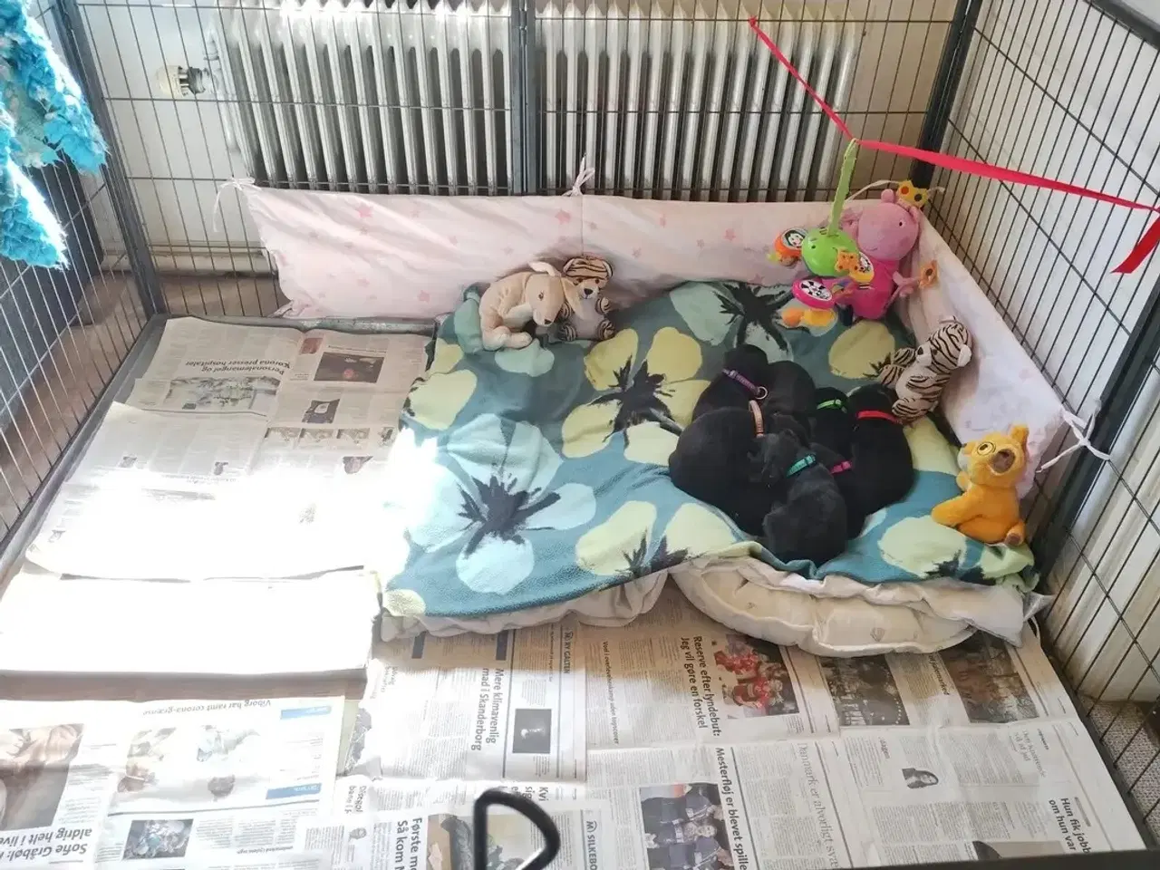 Billede 12 - Mild og kærlig Dobermann hvalp