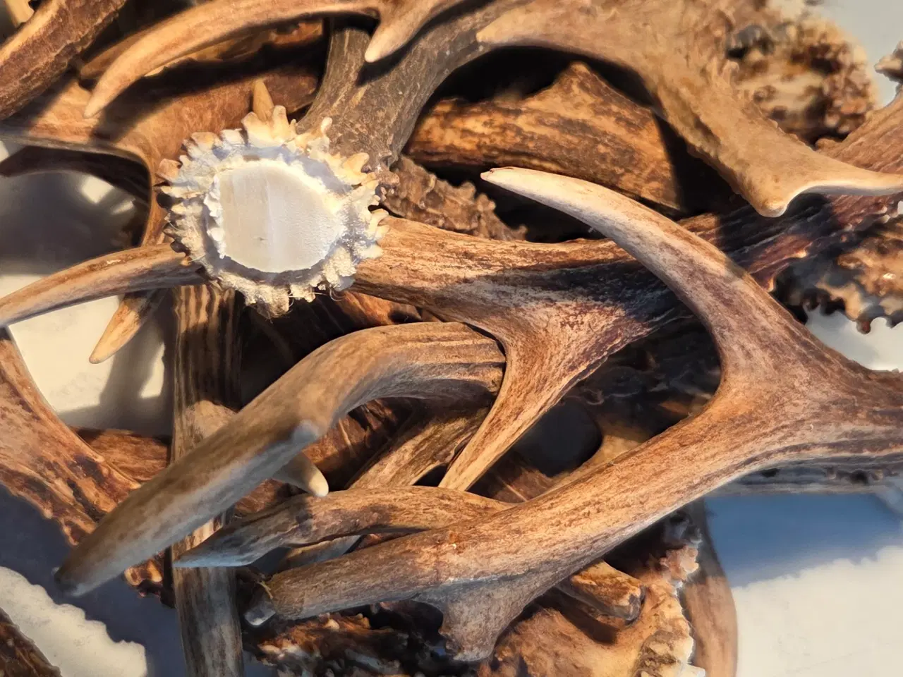 Billede 2 - Rådyr kastestænger