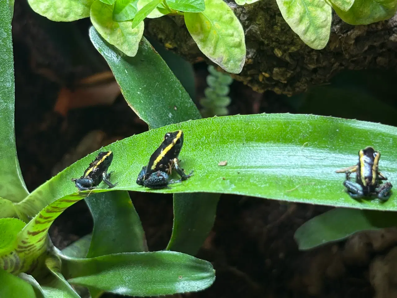 Billede 2 - Phyllobates aurotaenia gul