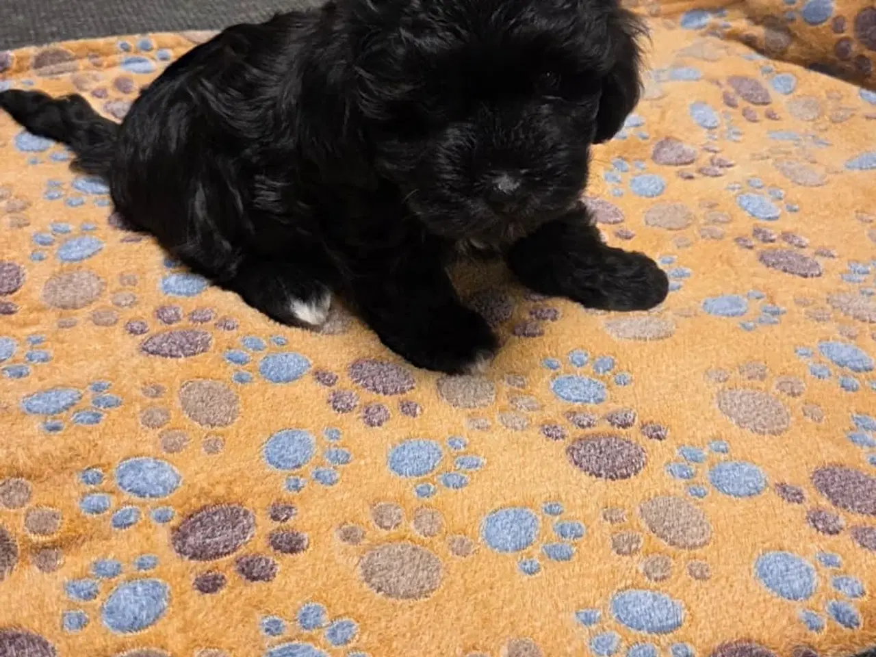 Billede 15 - Søde Maltipoo hvalpe søger nye hjem