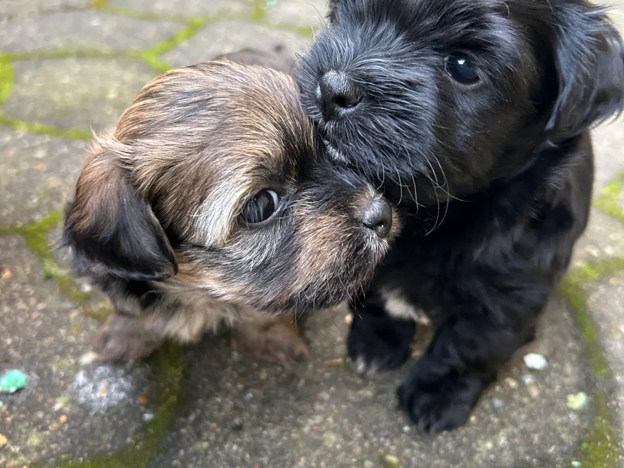 Billede 1 - Bichon Havanese. 8 uger d 29/11. NU KUN 1 TILBAGE 