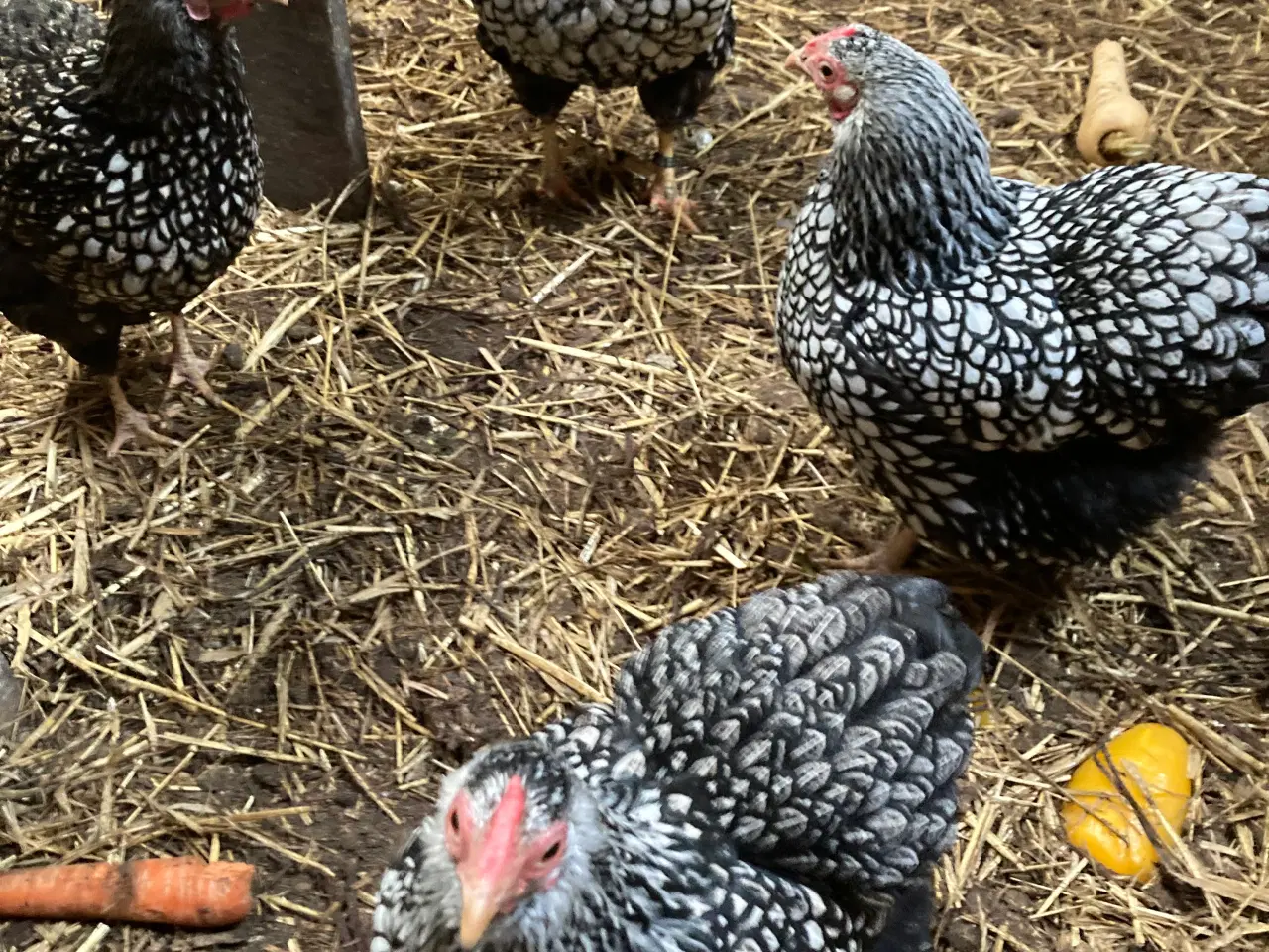 Billede 1 - Rugeæg af følgende dværghøns kan samles mod bestil