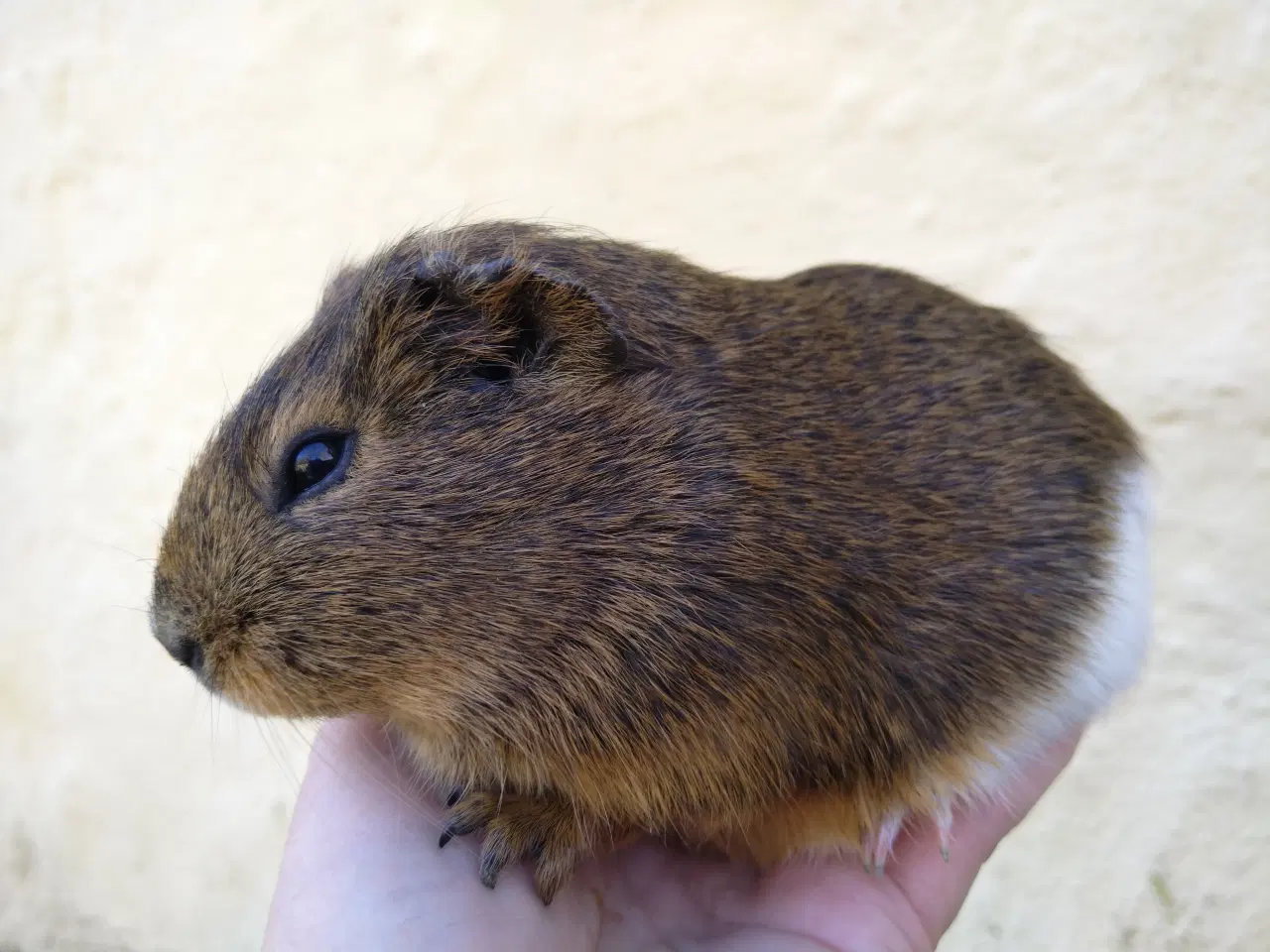 Billede 3 - 2 veninder, små hun unger, marsvin 