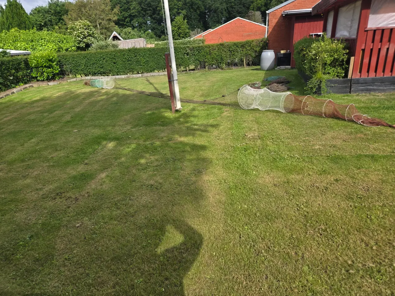 Billede 3 - Rigtig fine doppel ål roser til salg 