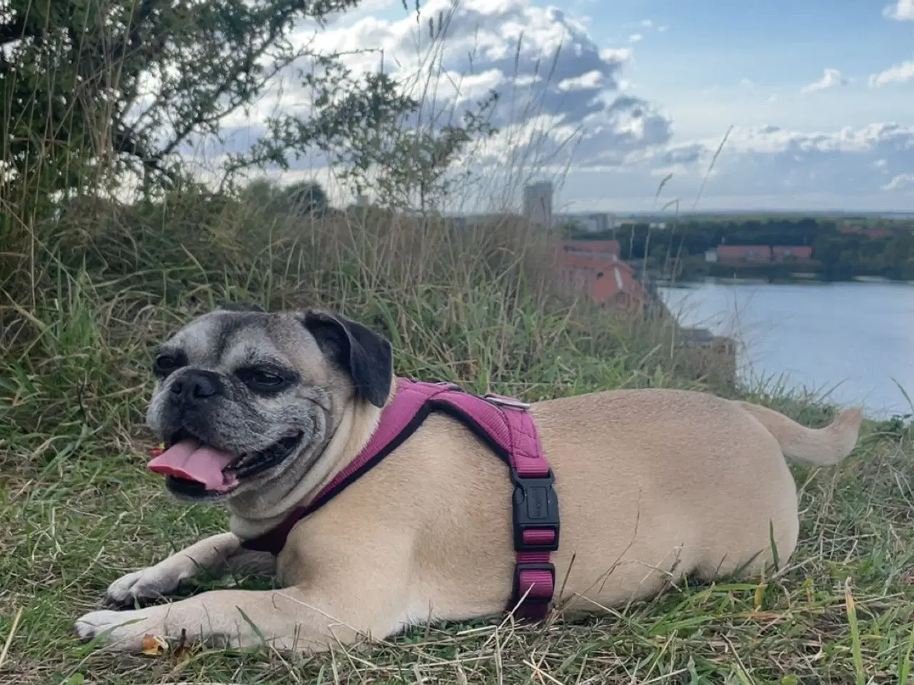 Billede 1 - Hund søger sit sidste hjem 