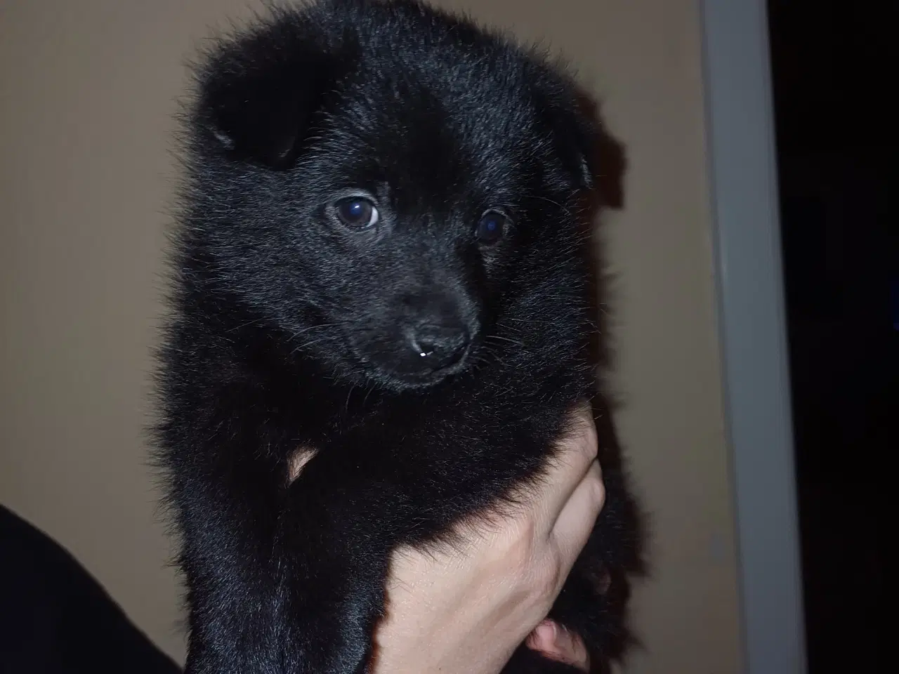 Billede 1 - 2 tævehvalpe af racen schipperke