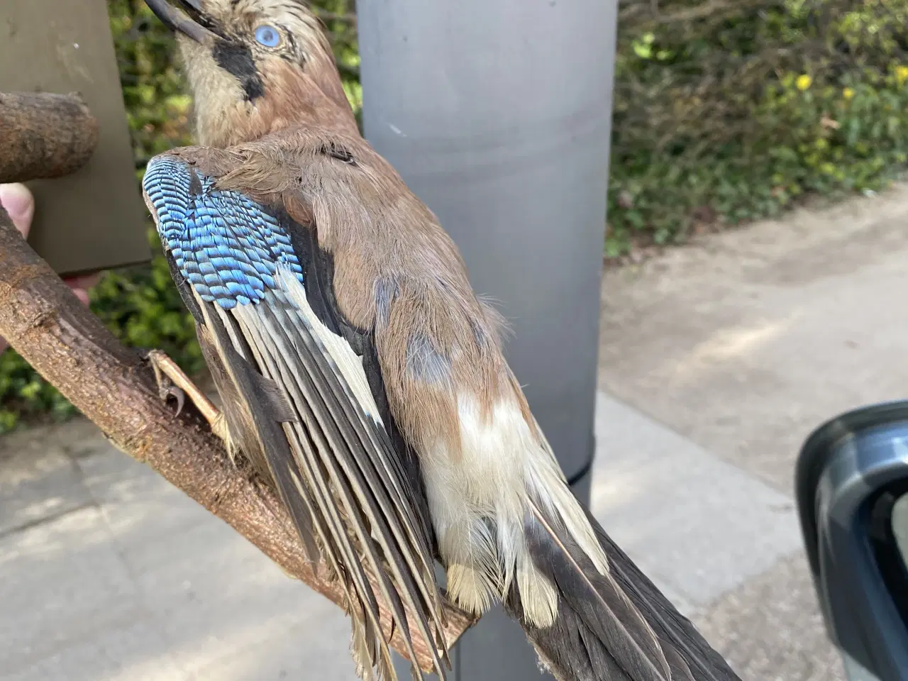 Billede 4 - Udstoppede skovskader