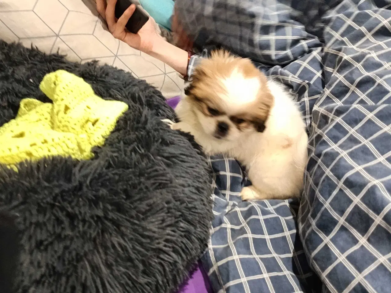 Billede 8 - Lækker hvapse 