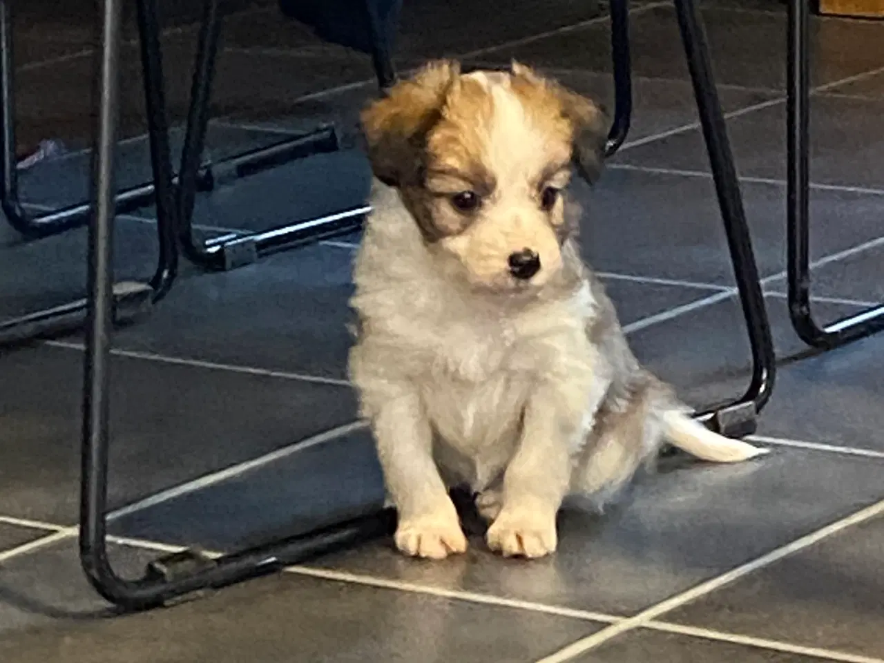 Billede 9 - Border collie / Coton de Tulear