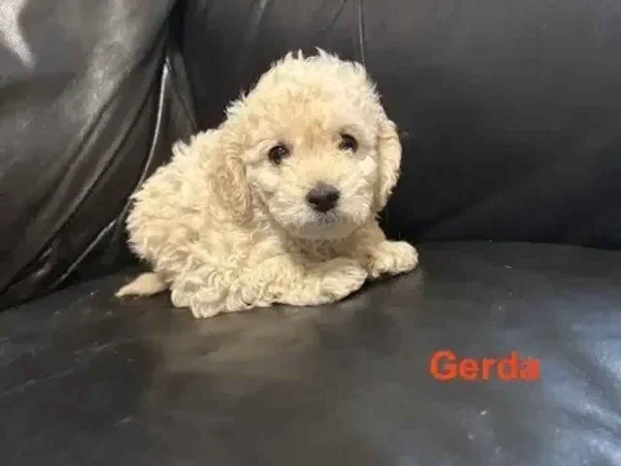 Billede 5 - Cockapoo   Hvalpe