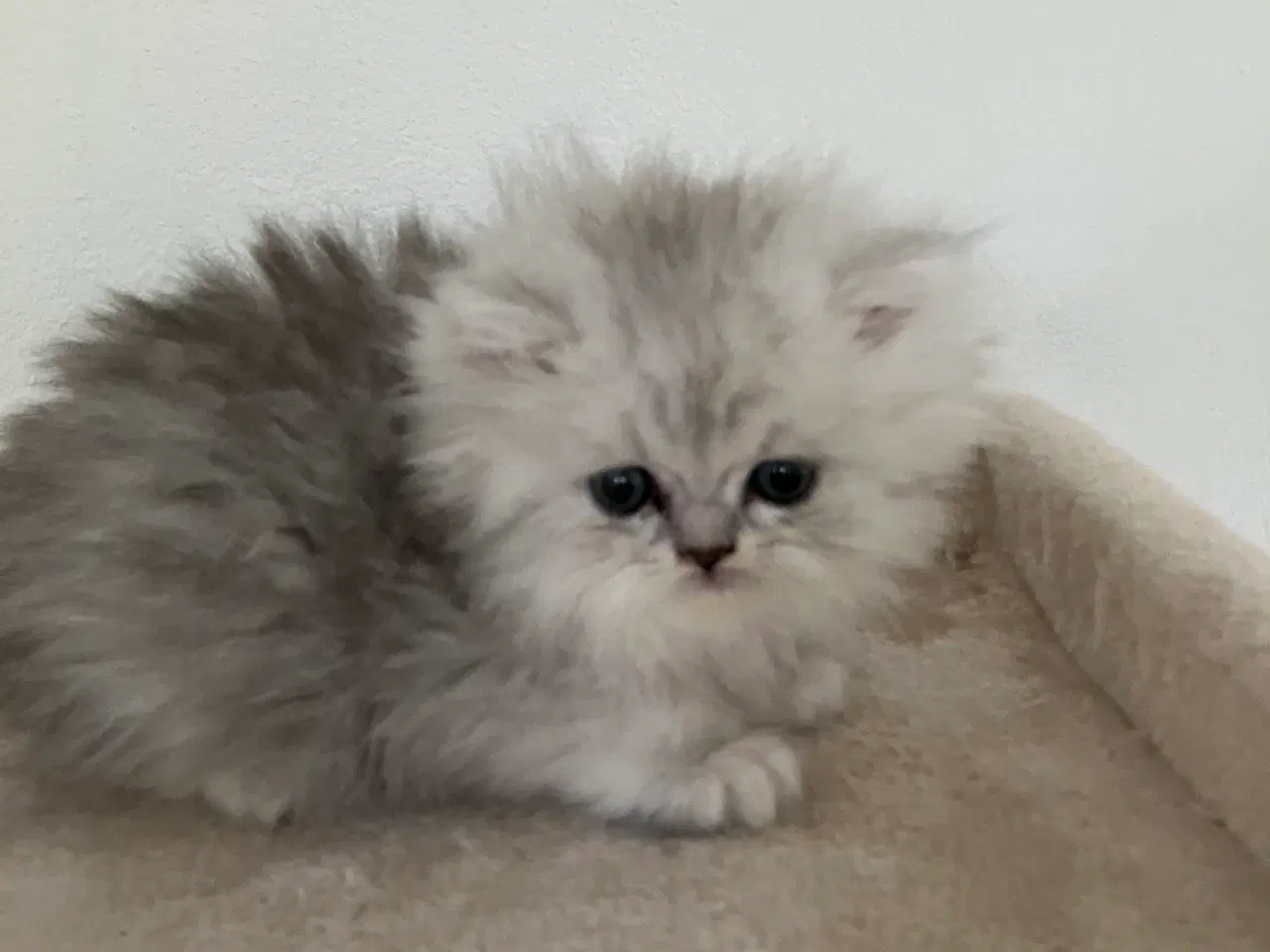 Billede 8 - Perser / British Shorthair