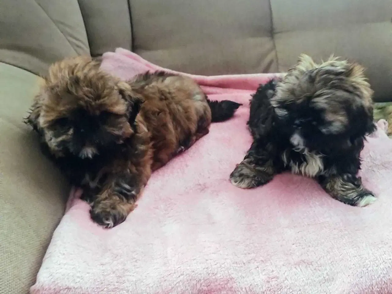 Billede 6 - Lille vidunderlig Shih Tzu 