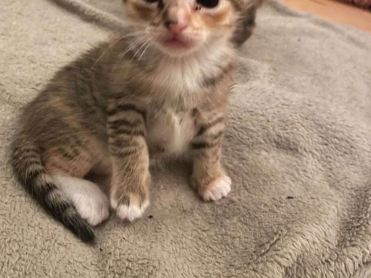 Billede 3 - Killinger halv ragdoll