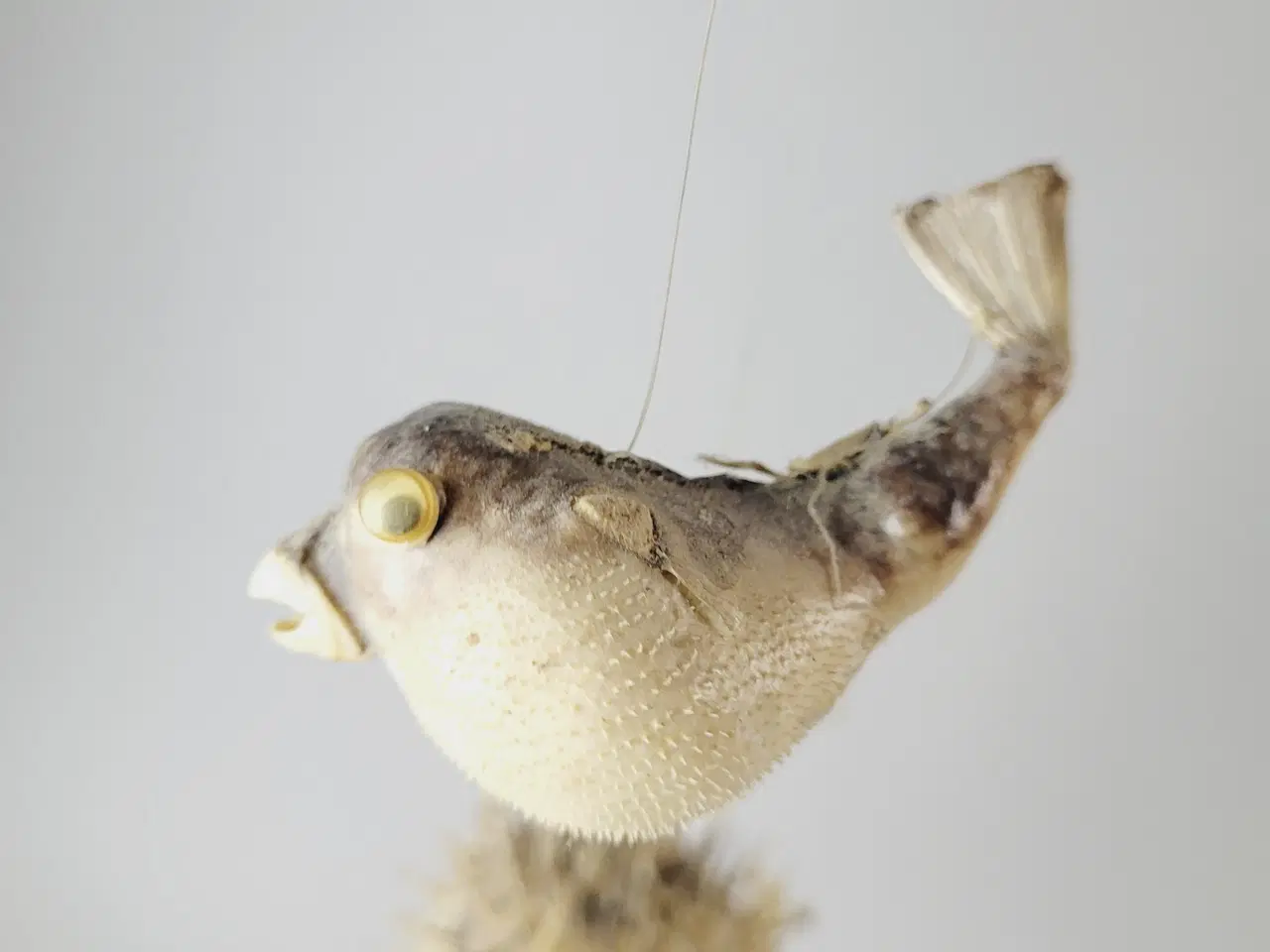 Billede 3 - ⭐️· Sæt af 2 små tørrede Pindsvinefisk / Kuglefisk