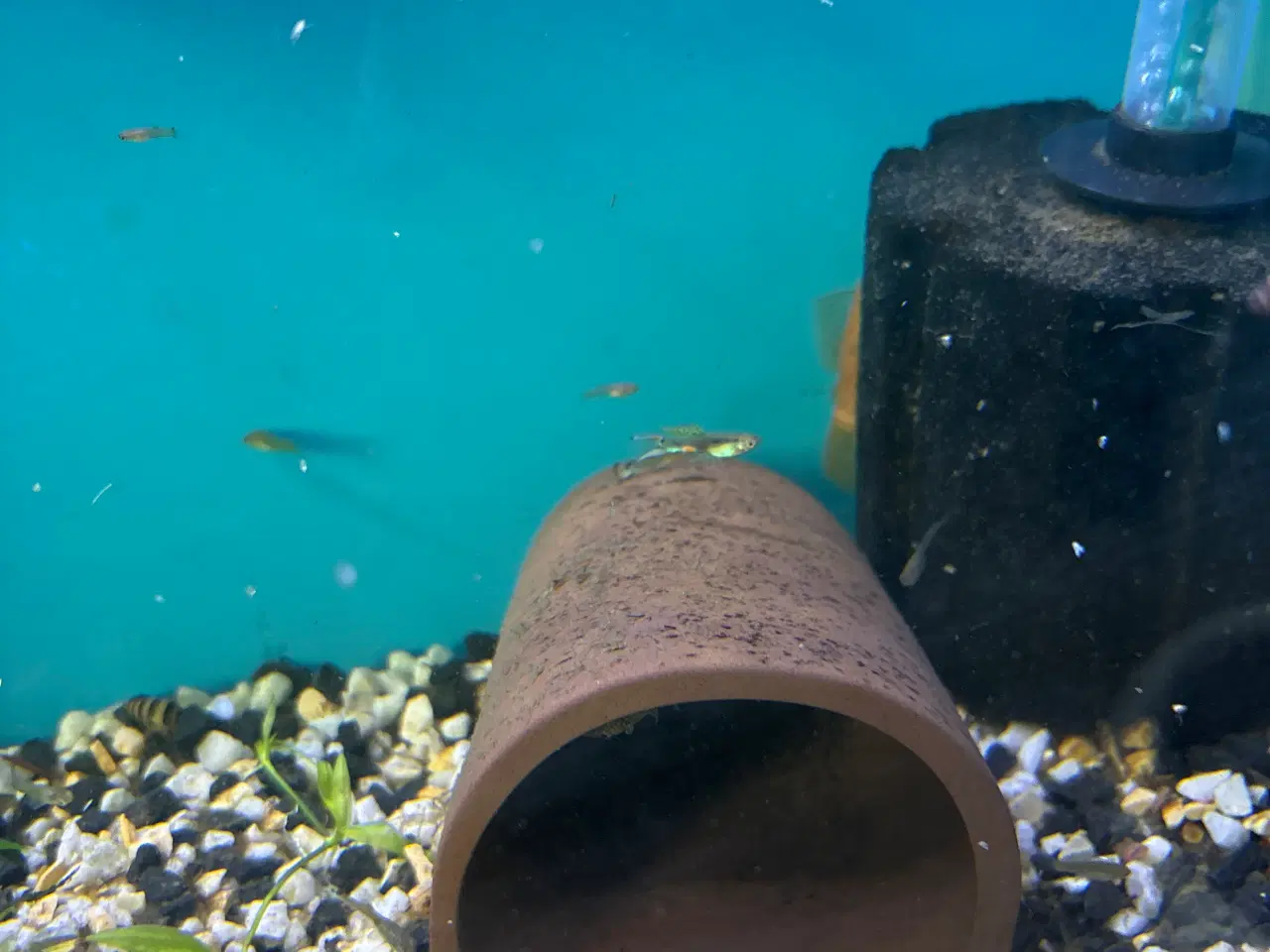 Billede 1 - Guppy mix