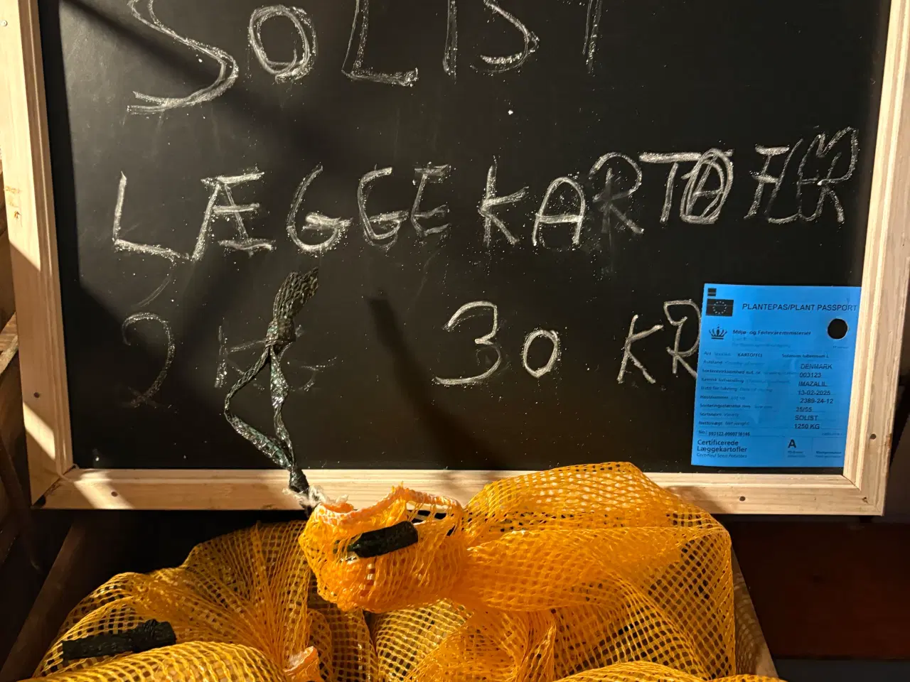 Billede 2 - Læggekartofler