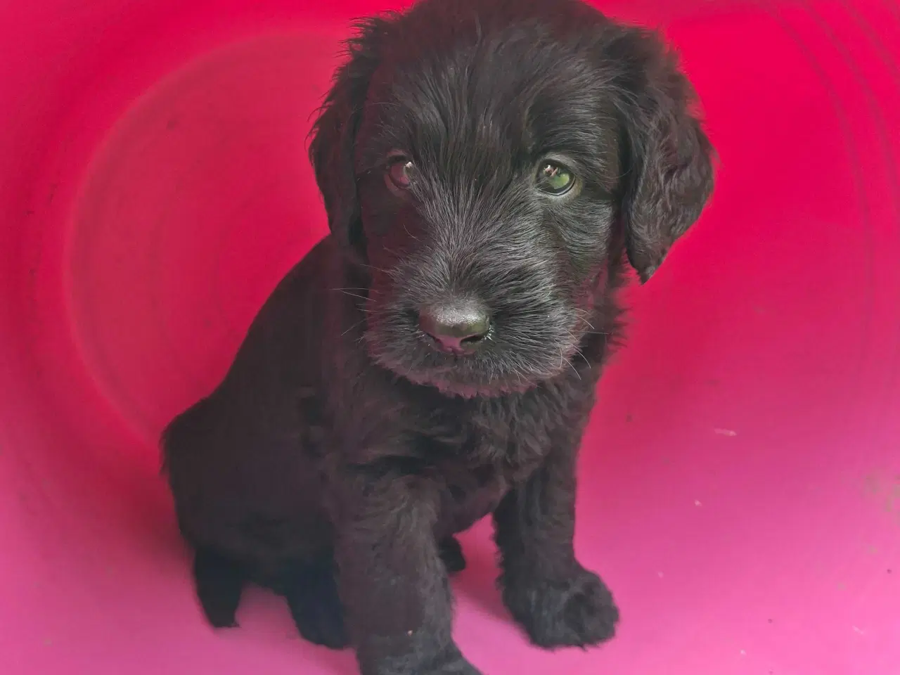Billede 1 - Labradoodle hvalpe 