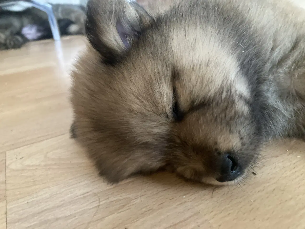 Billede 4 - Chow Chow blandinger