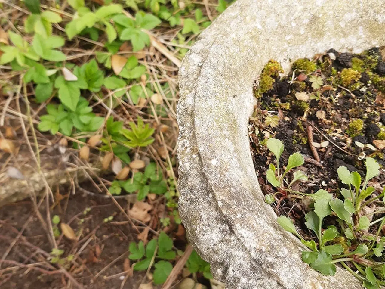 Billede 3 - Havekrukke.