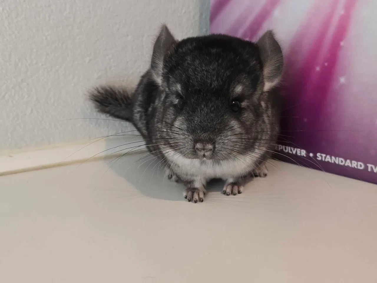 Billede 4 - Chinchilla unge 