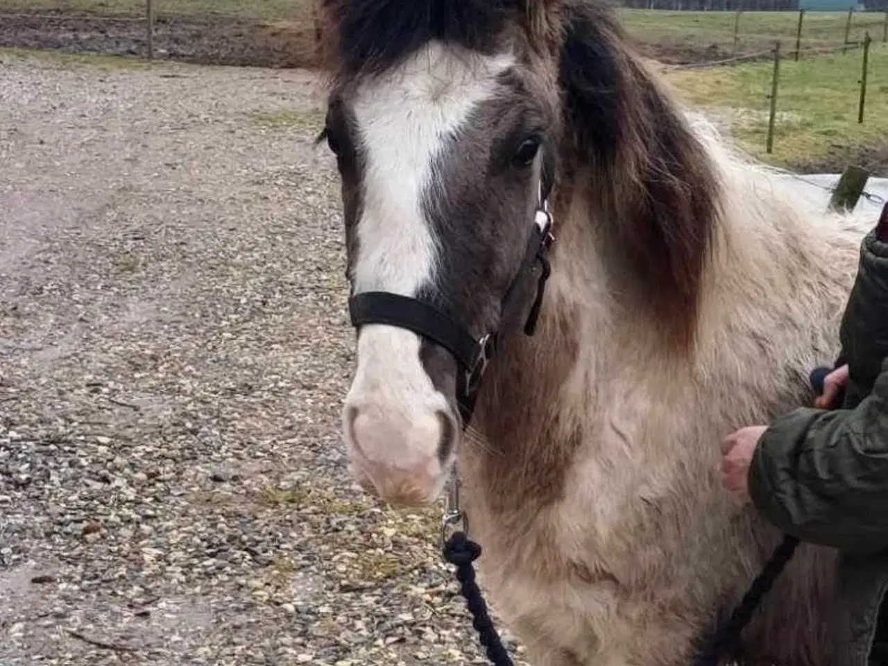 Billede 5 - Hingste plage 