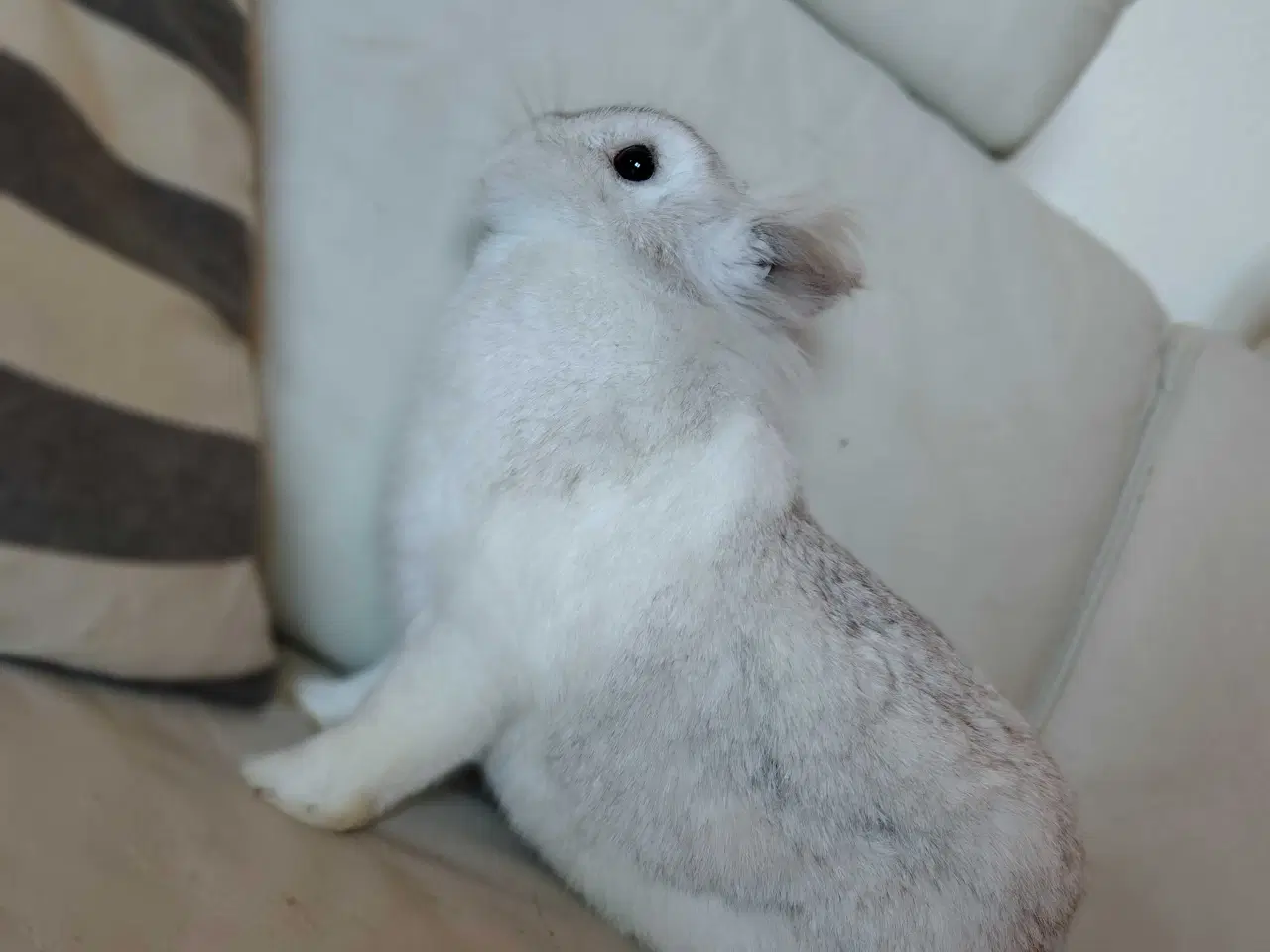 Billede 2 - Silver er Kastreret og 2 år 🐰
