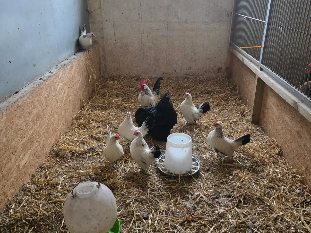 Billede 1 - Hollands dværghøns - 1,6