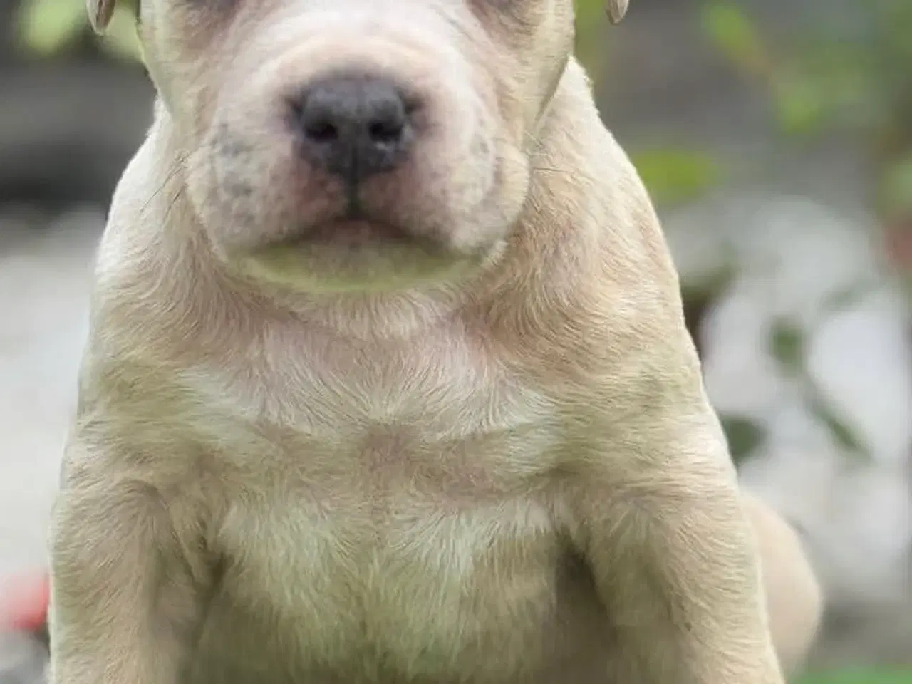 Billede 2 - American Bully han hundehvalp