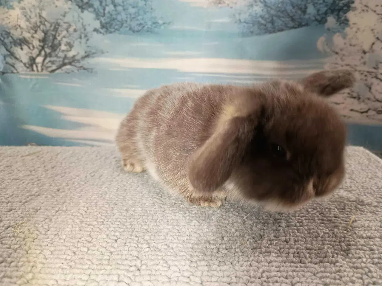 Billede 3 - Minilop pige, dværg kanin hun ung