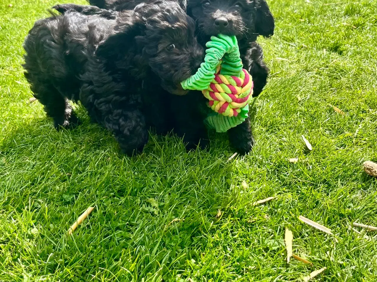 Billede 3 - Cavapoo-hvalpe 4 tilbage