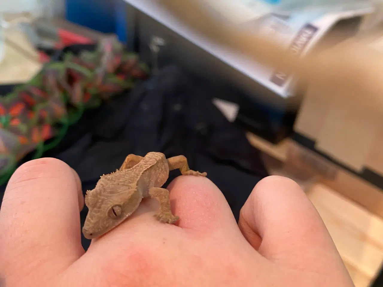 Billede 3 - Kronegekko unger, med terrarium og tilbehør