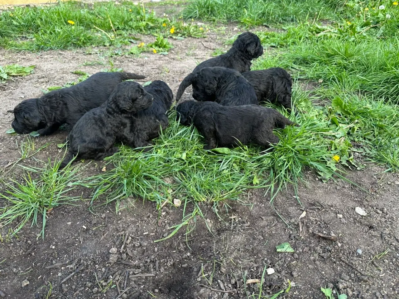 Billede 2 - Kærlige sjældne bernedoodles 