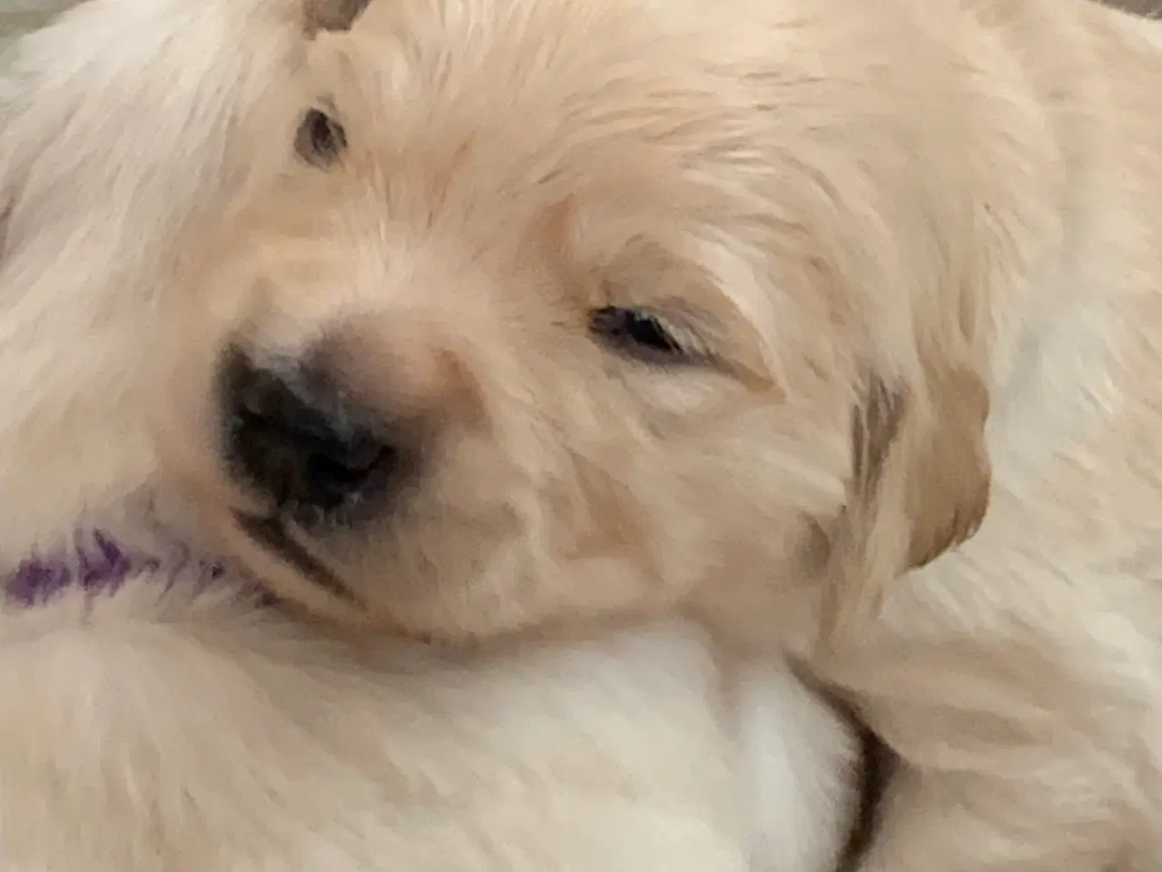 Billede 19 - Skønne gyldne Golden Retriever hvalpe