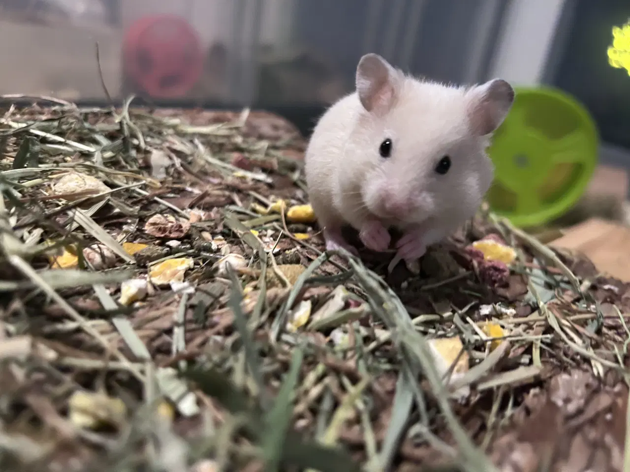 Billede 1 - Sibiriske guldhamster unger