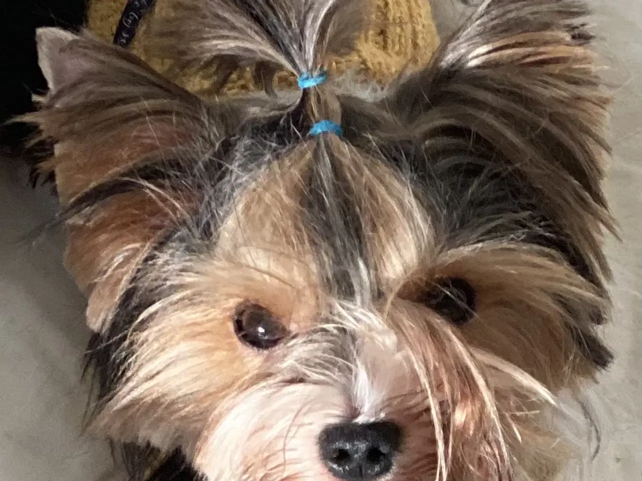 Billede 1 - Biewer til kærligt hjem - gerne pensionister