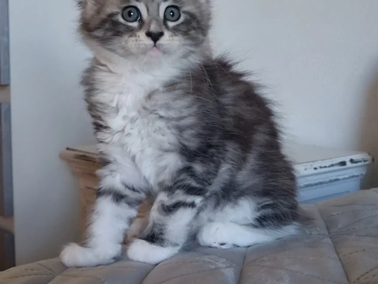 Billede 4 - Maine Coon med stamtavle 