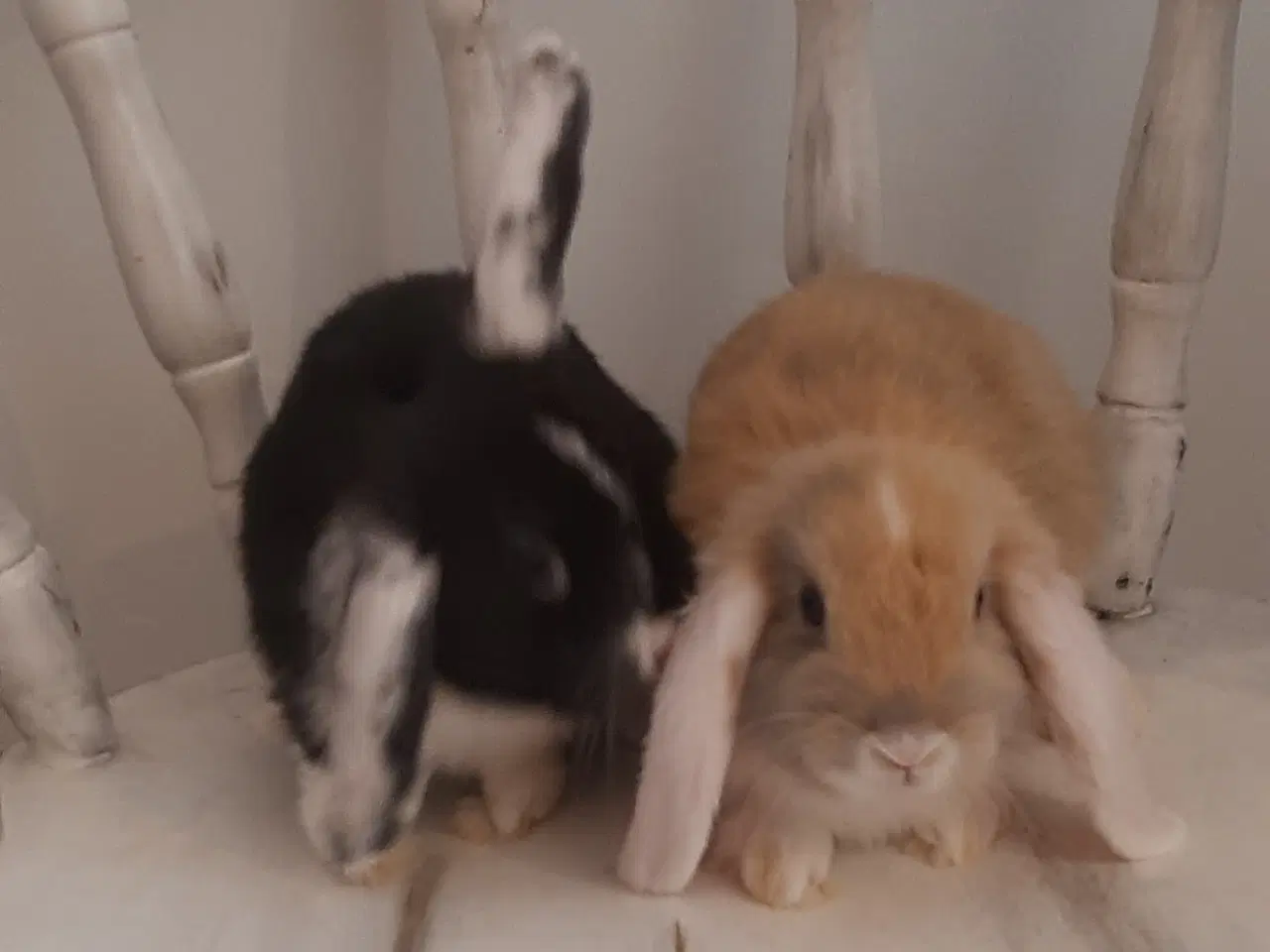 Billede 10 - 8 Unge kaniner🐰🐇 forskellige racer
