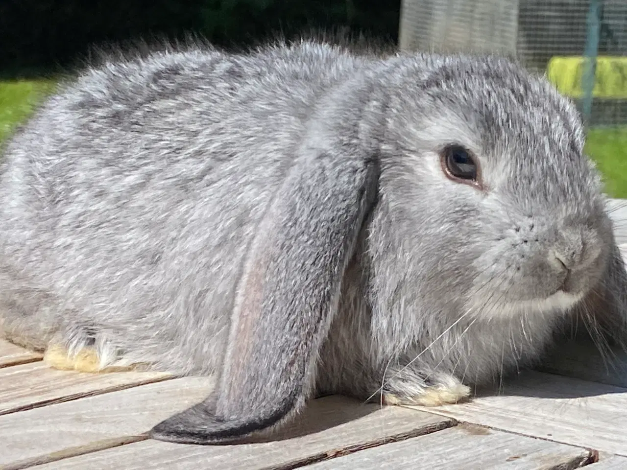 Billede 1 - FRANSK VÆDDER HUN CHINCHILLA
