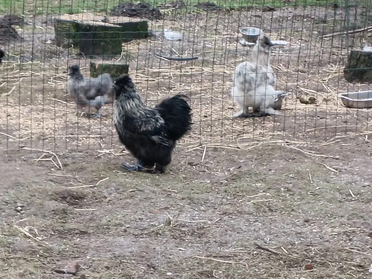 Billede 2 - Silke høns og Haner