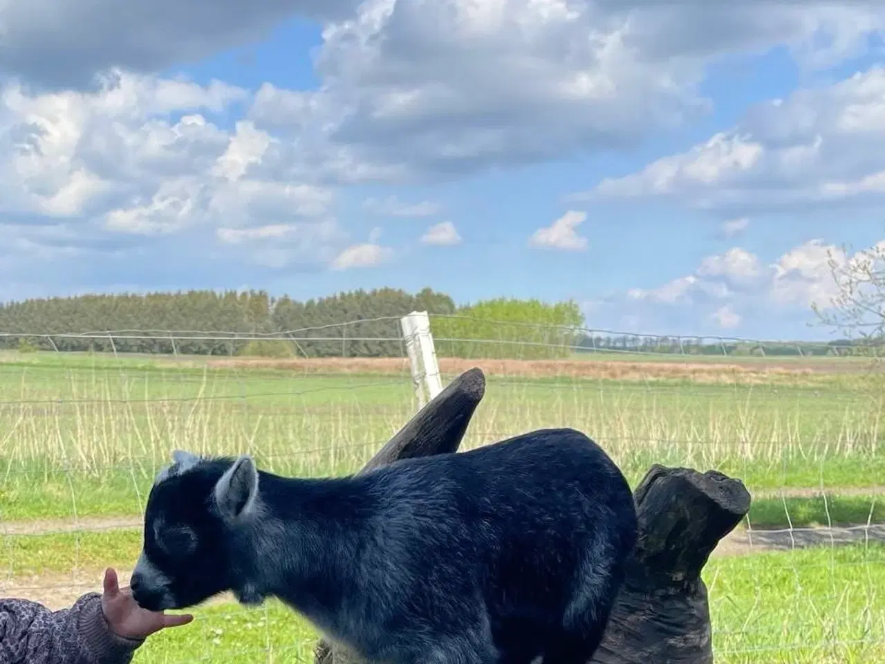 Billede 1 - Små dværg gedekid sælges