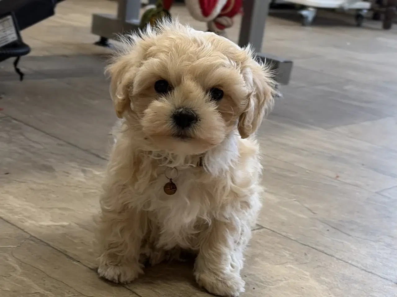 Billede 4 - 1 Mini Maltipoo dreng må rejse nu 