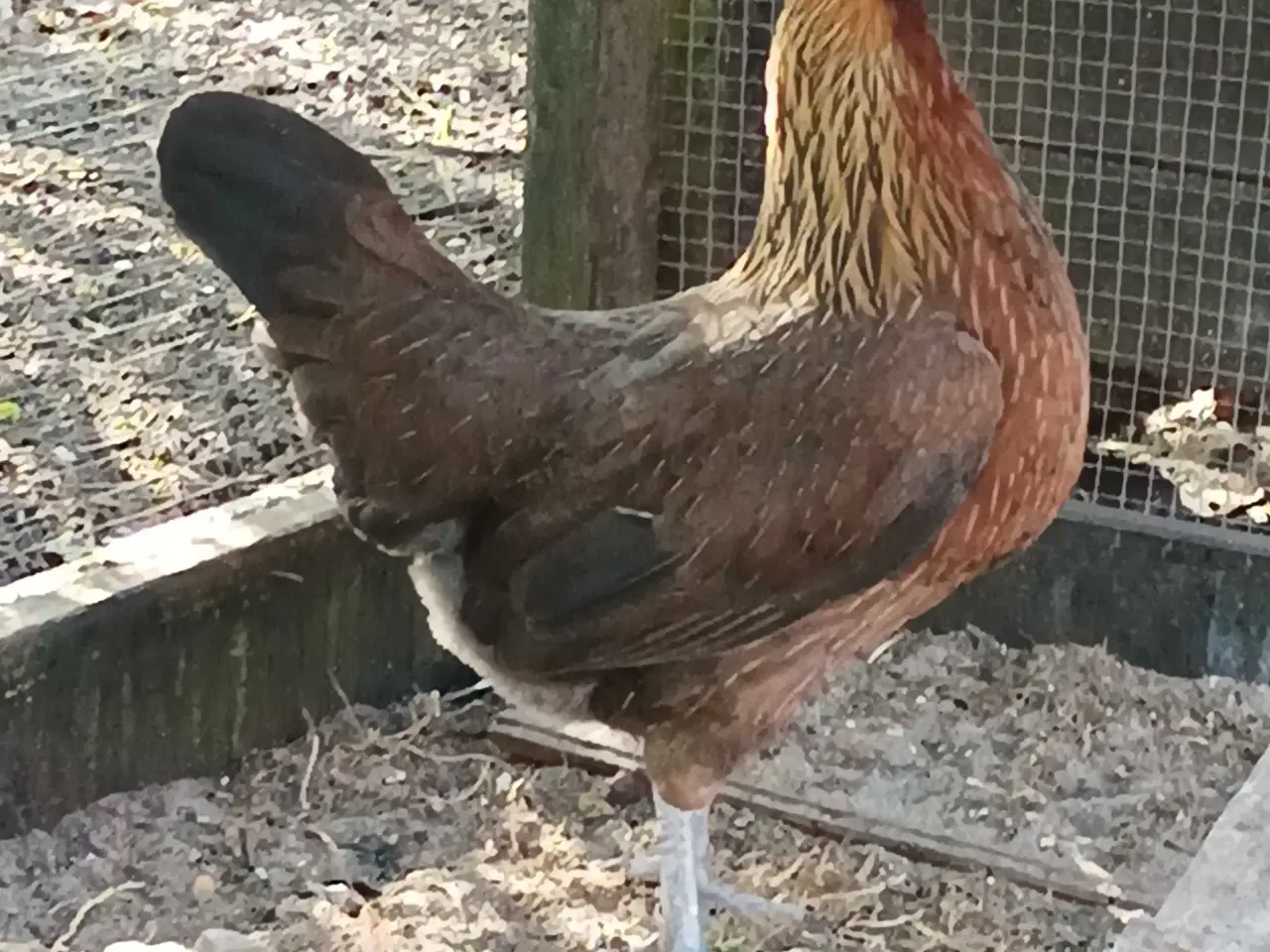 Billede 6 - Danske landhønse kyllinger 